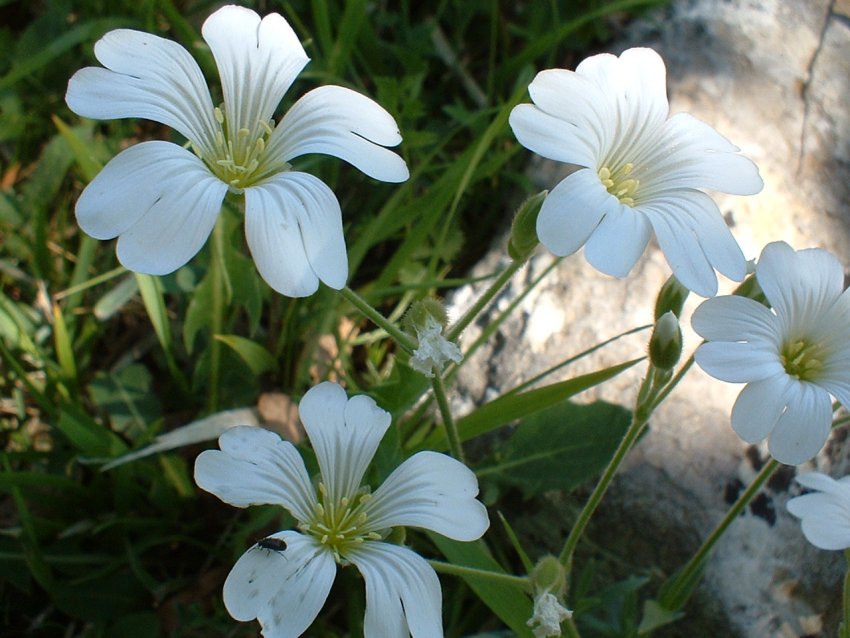 Cerastium, Globularia  e Sorbus